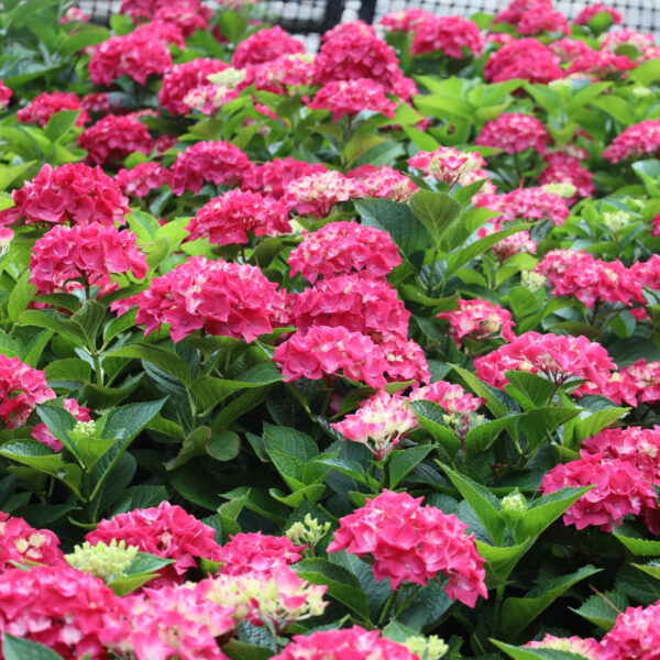 Garden Goods Direct | Wee Bit Giddy® Hydrangea