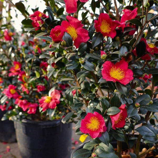 Garden Goods Direct | Yuletide Camellia