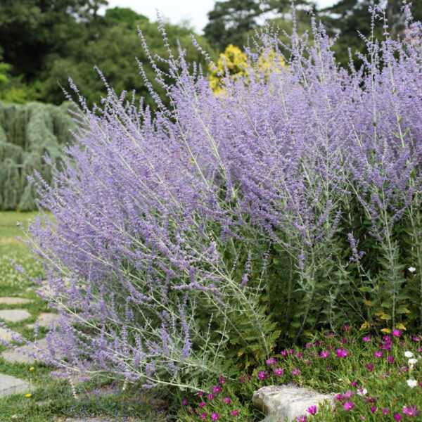 Garden Goods Direct | Denim 'n Lace Russian Sage