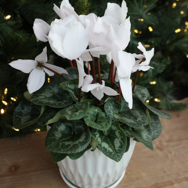 Garden Goods Direct | White Cyclamen