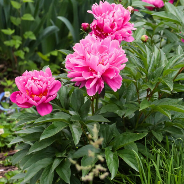 Garden Goods Direct | Dr. Alexander Fleming Peony