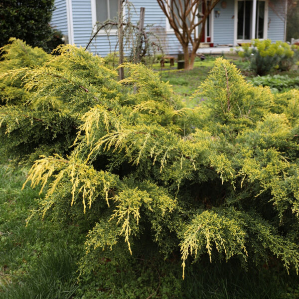 Garden Goods Direct | Gold Lace Juniper