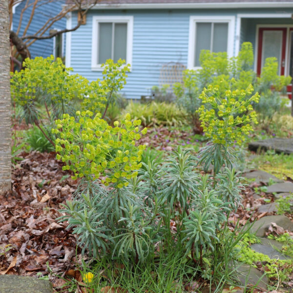 Garden Goods Direct | Euphorbia Robbiae