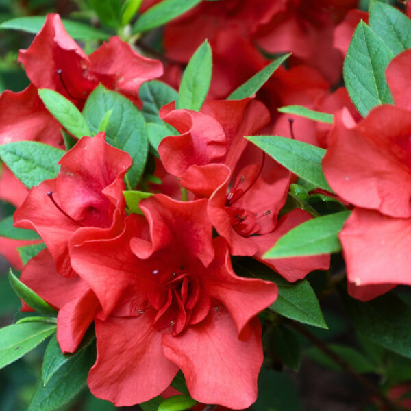 Garden Goods Direct | Hershey Red Azalea