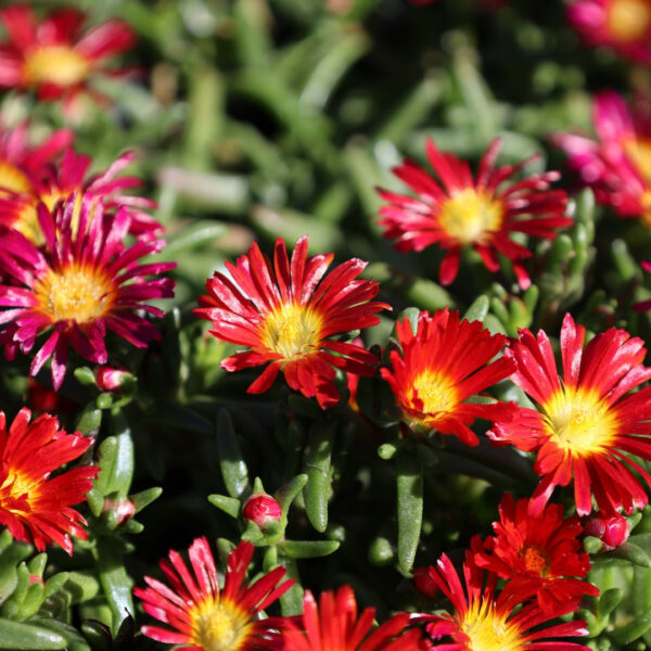 Garden Goods Direct | Delosperma Fire Wonder