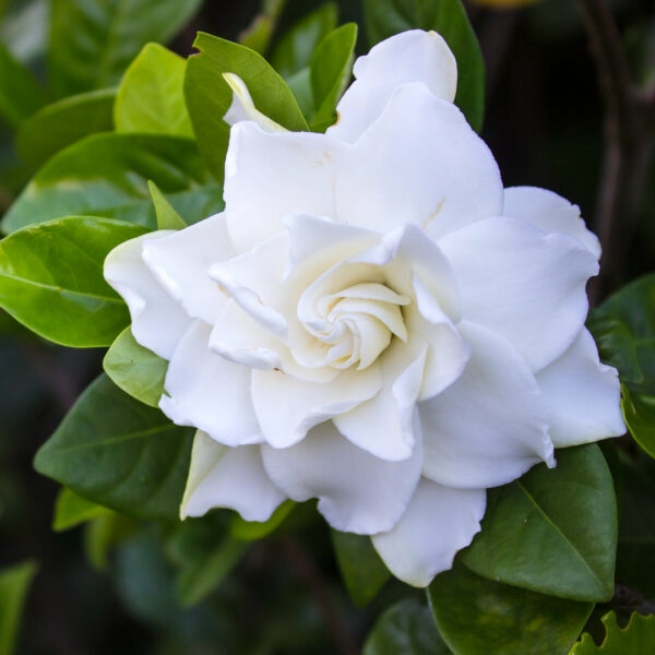 Garden Goods Direct | Gardenia Frost Proof