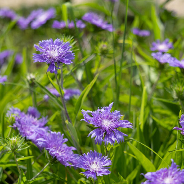 Garden Goods Direct | Stokesia Honeysong Purple