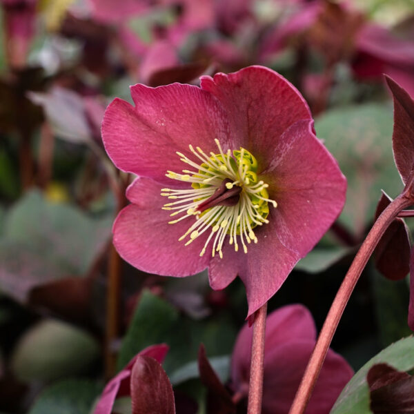 Garden Goods Direct | Helleborus Anna's Red