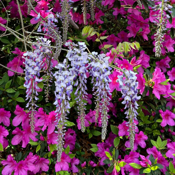 Garden Goods Direct | Blue Moon Wisteria