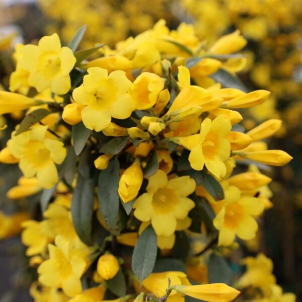 Garden Goods Direct | Carolina Jessamine