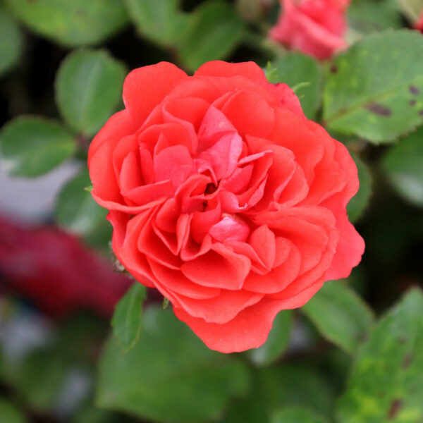 Garden Goods Direct | Coral Drift® Rose