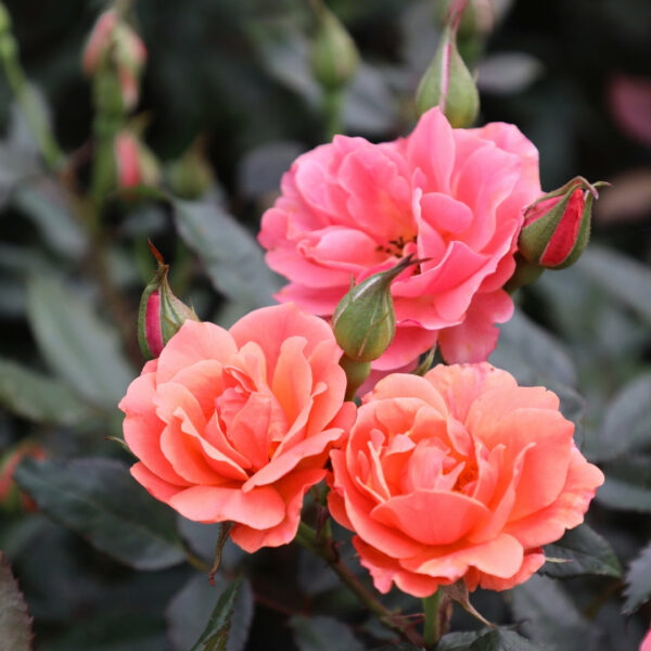 Garden Goods Direct | Coral Knock Out® Rose