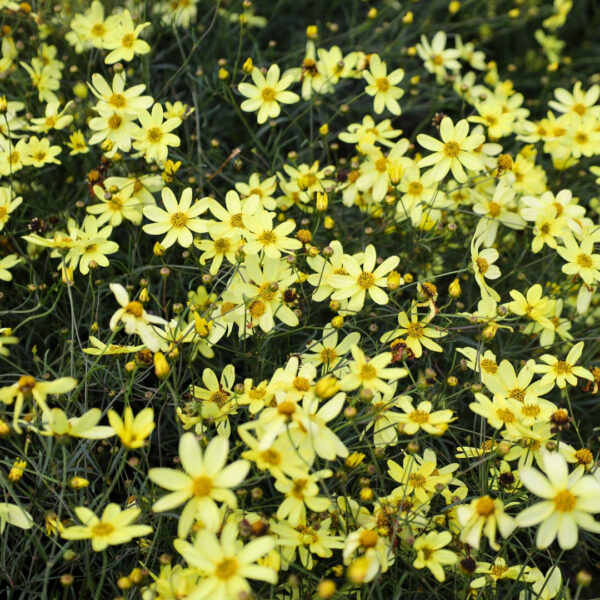 Garden Goods Direct | Coreopsis Moonbeam