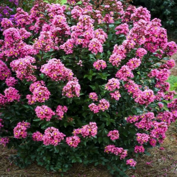 Garden Goods Direct | Crape Myrtle Coral Magic