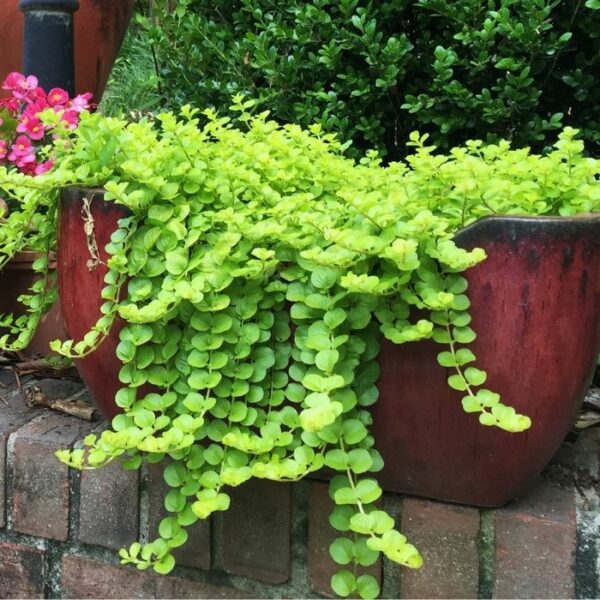 Garden Goods Direct | Creeping Jenny