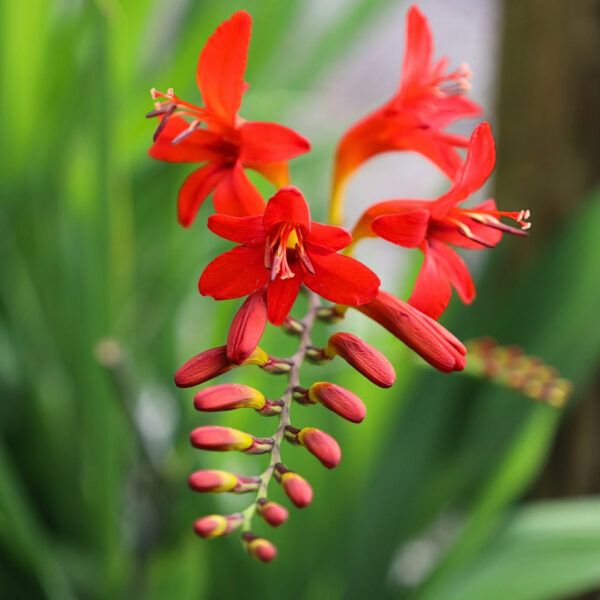 Garden Goods Direct | Crocosmia Lucifer