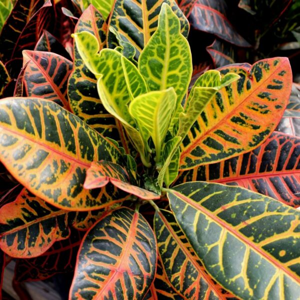 Garden Goods Direct | Croton Petra