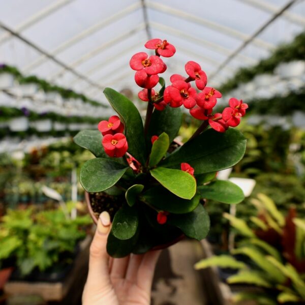 Garden Goods Direct | Crown of Thorns Plant