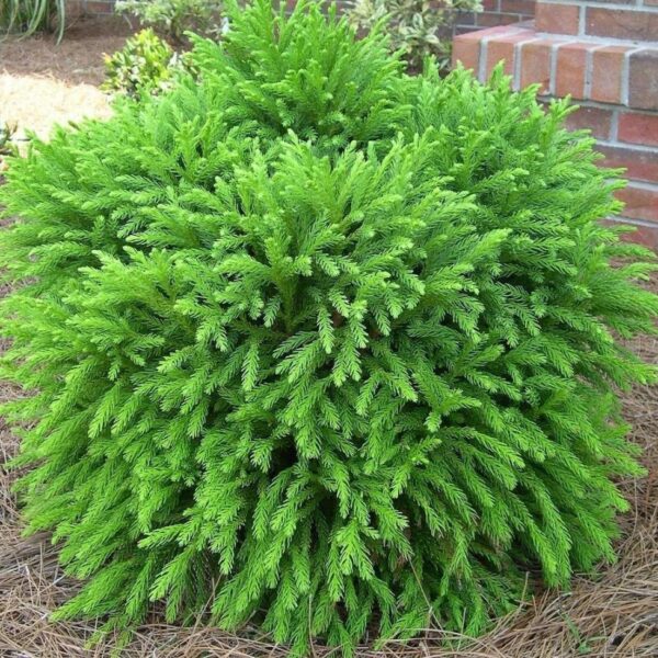 Garden Goods Direct | Cryptomeria globosa nana