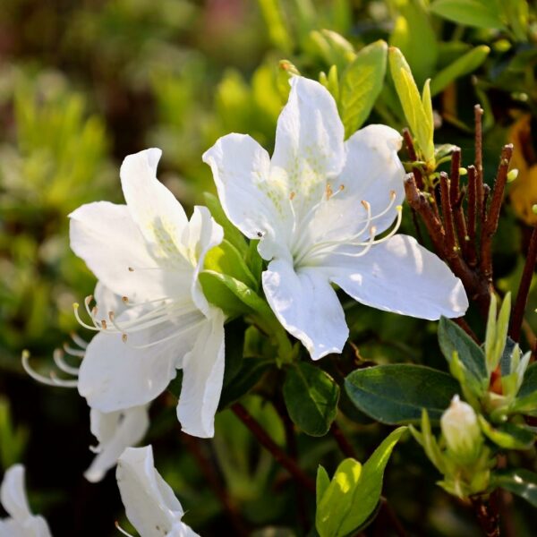 Garden Goods Direct | Delaware Valley White Azalea