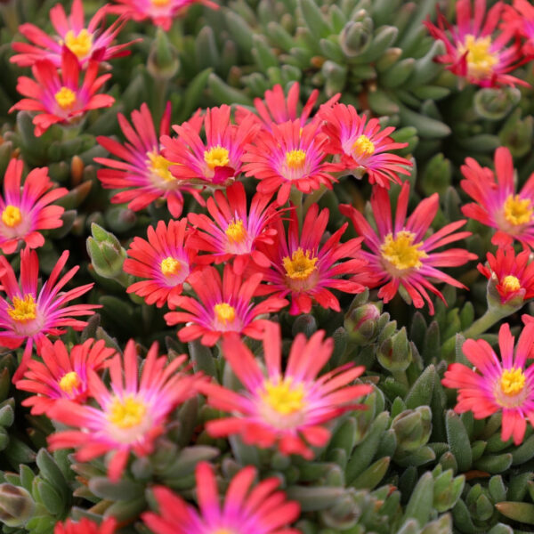 Garden Goods Direct | Delosperma Jewel of the Desert Garnet