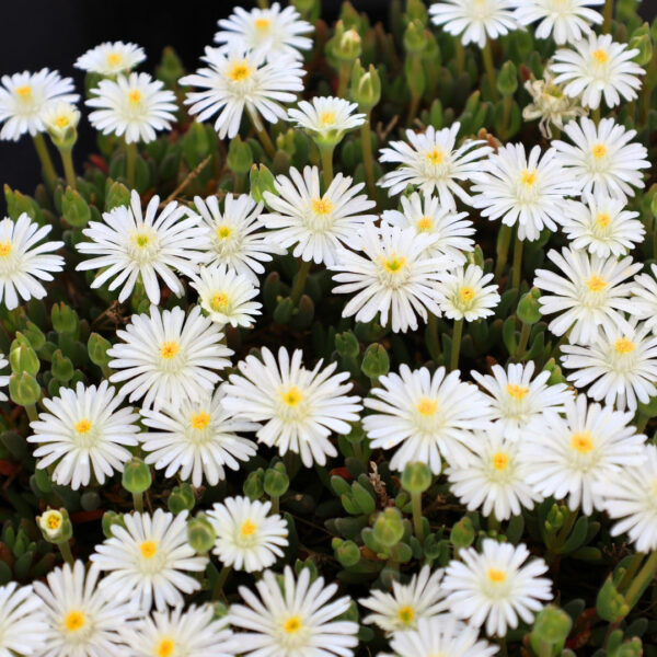 Garden Goods Direct | Delosperma Jewel of the Desert Moonstone