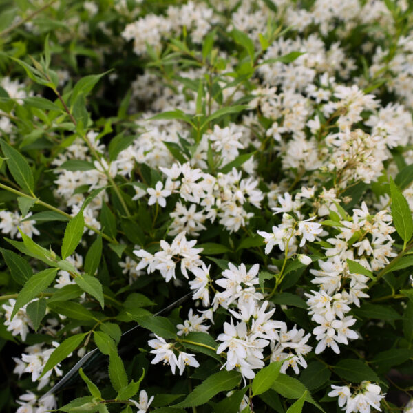 Garden Goods Direct | Deutzia Nikko