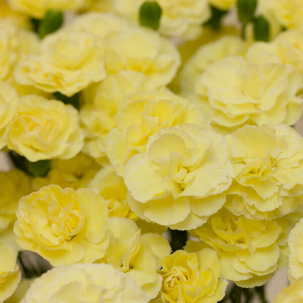 Garden Goods Direct | Dianthus Odessa Yellow Bling Bling