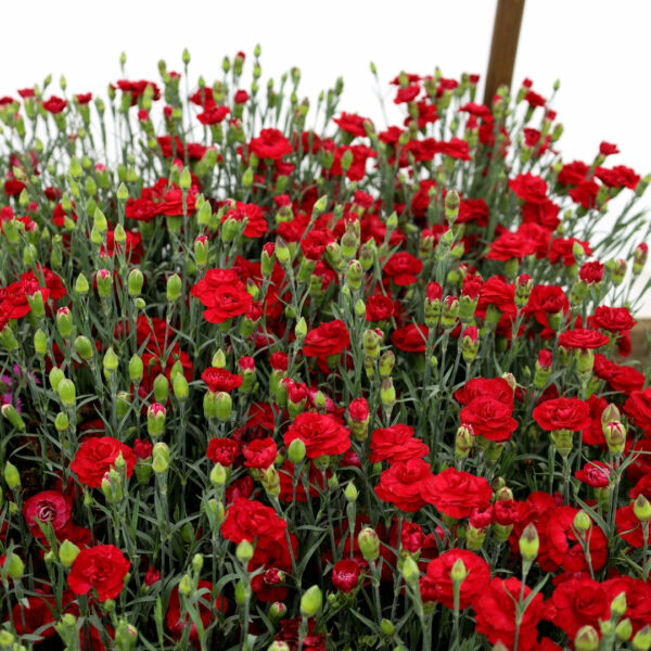 Garden Goods Direct | Dianthus Passion