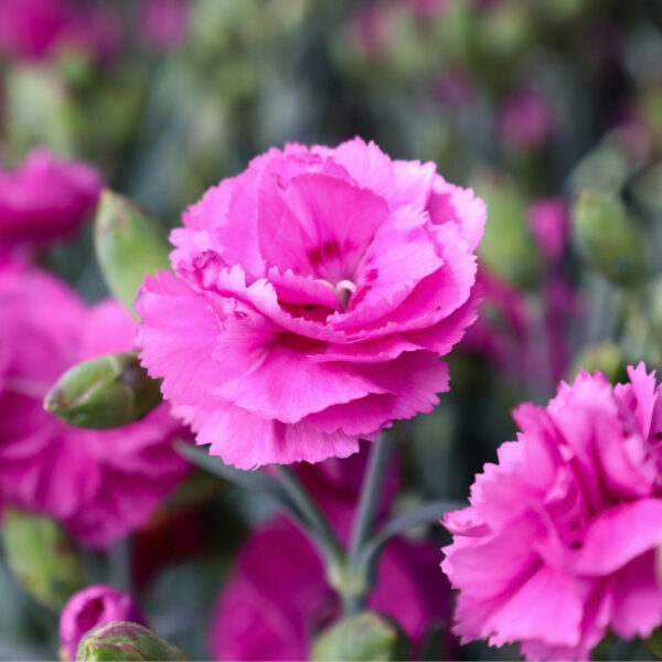 Garden Goods Direct | Dianthus Tickled Pink