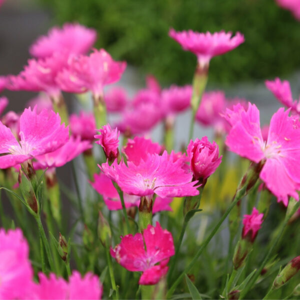 Garden Goods Direct | Dianthus Kahori