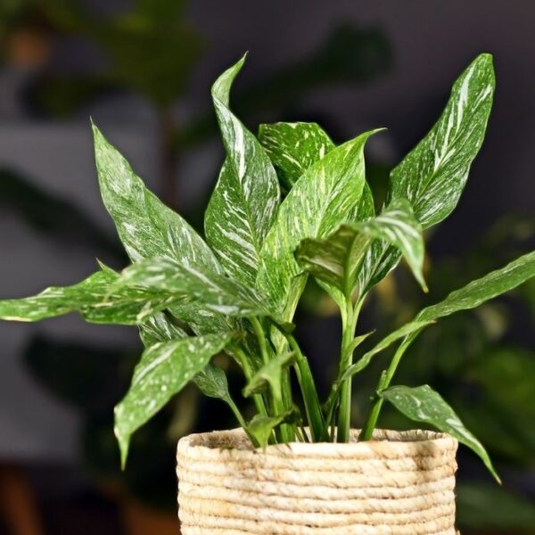 Garden Goods Direct | Domino Variegated Peace Lily