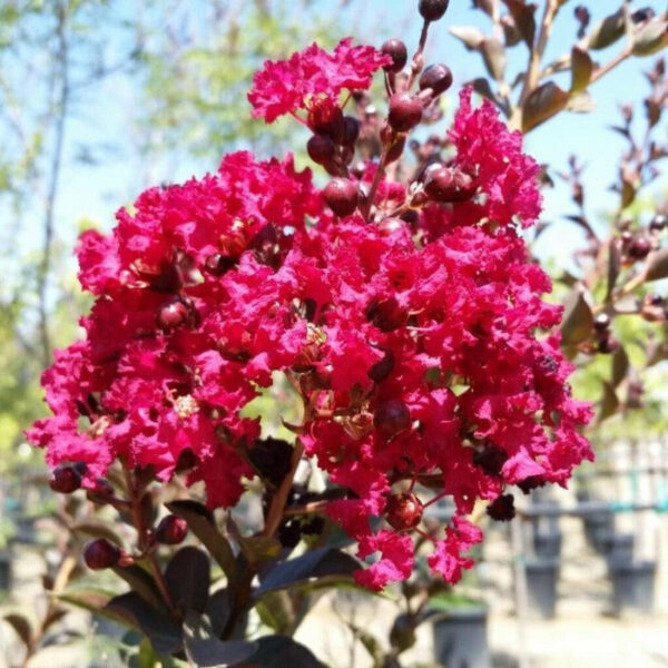 Garden Goods Direct | Double Feature Crape Myrtle