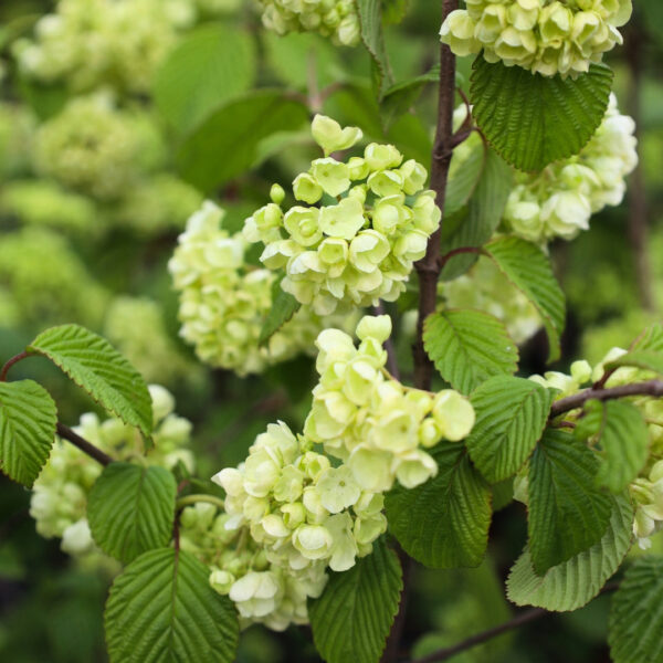 Garden Goods Direct | Doublefile Viburnum