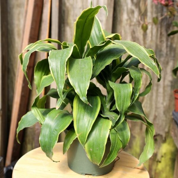 Garden Goods Direct | Dracaena Dorado