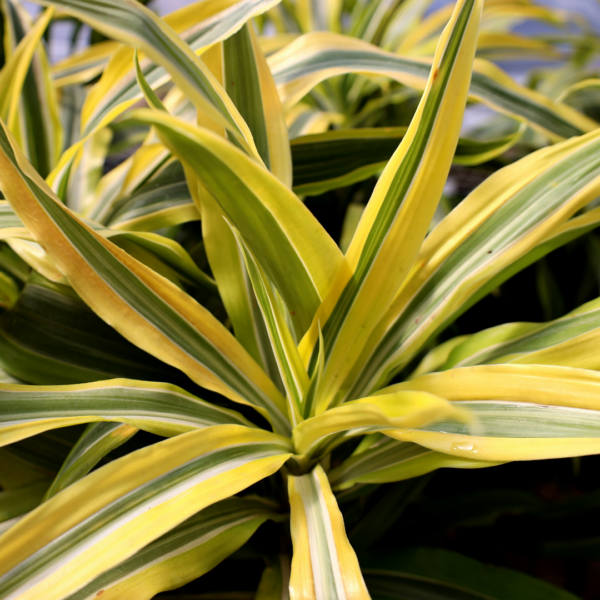 Garden Goods Direct | Dracaena Lemon Lime