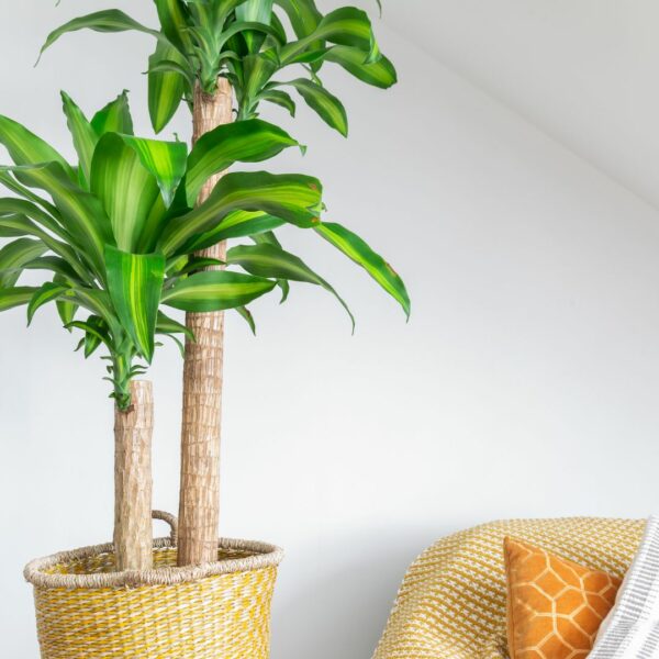 Garden Goods Direct | Dracaena Mass Cane