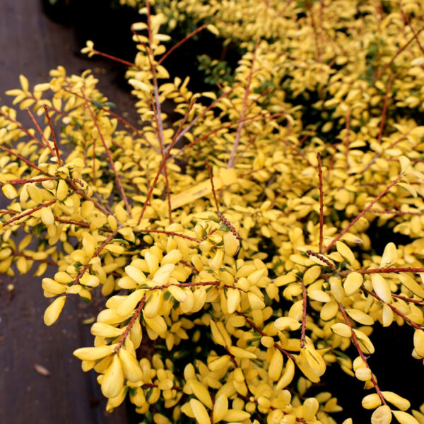 Garden Goods Direct | Drops of Gold Holly