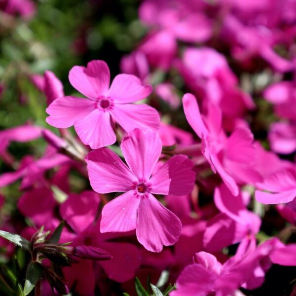 Garden Goods Direct | Drummond's Pink Creeping Phlox