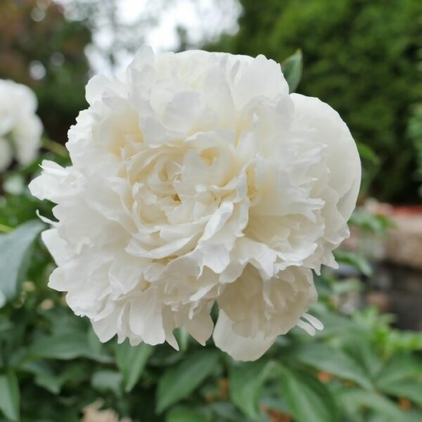 Garden Goods Direct | Duchesse De Nemours Peony