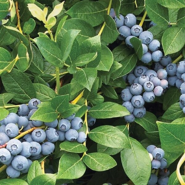 Garden Goods Direct | Duke Blueberry Bush