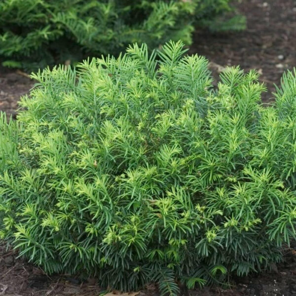 Garden Goods Direct | Duke Gardens Plum Yew