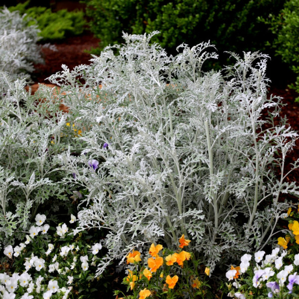 Garden Goods Direct | Dusty Miller