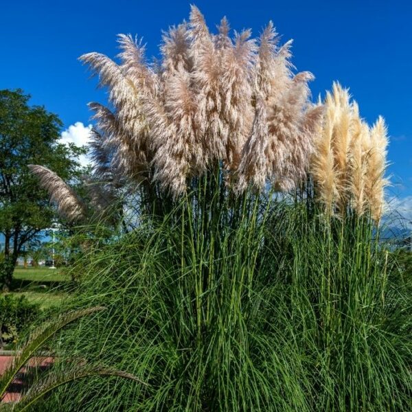 Garden Goods Direct | Dwarf Pampas Grass