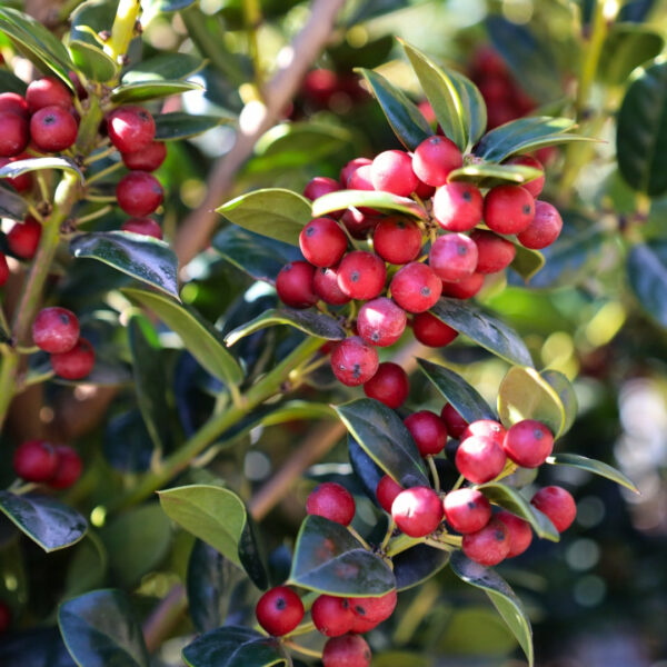 Garden Goods Direct | Dwarf Burford Holly