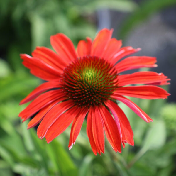 Garden Goods Direct | Echinacea Color Coded® 'Frankly Scarlet'