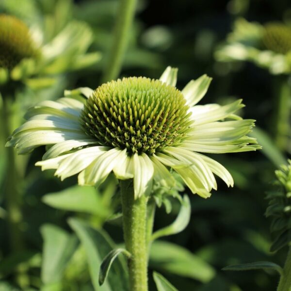 Garden Goods Direct | Echinacea Green Jewel