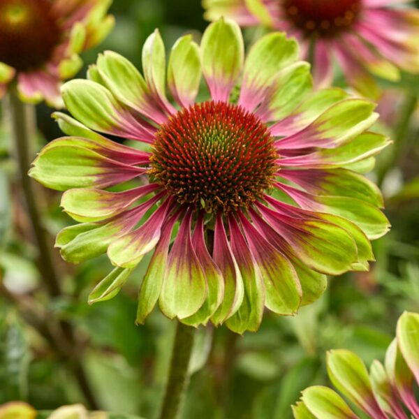 Garden Goods Direct | Echinacea Green Twister