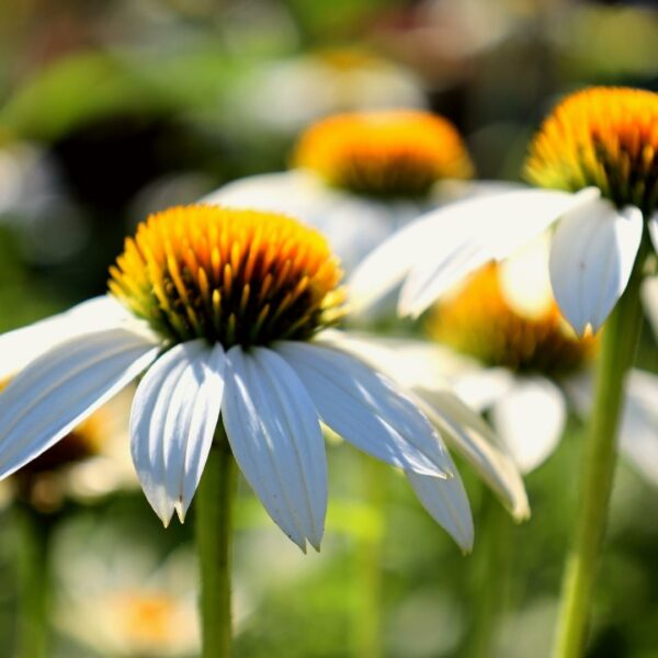 Garden Goods Direct | Echinacea Pow Wow White