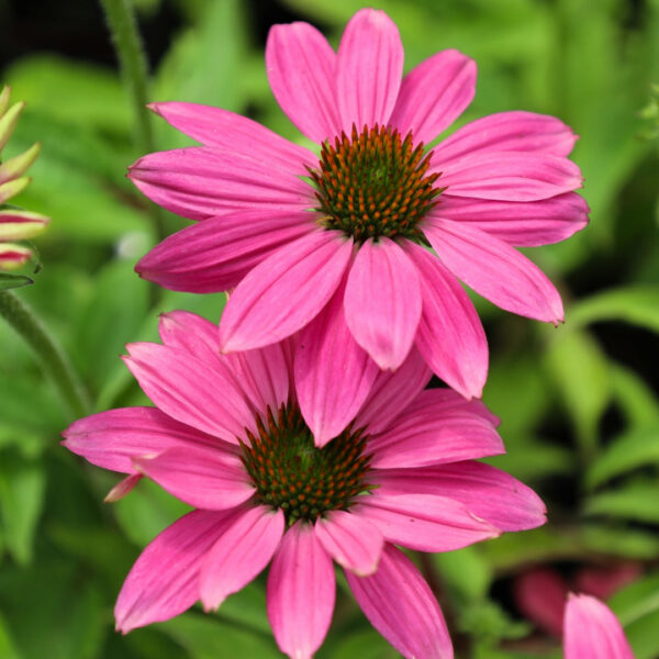 Garden Goods Direct | Echinacea Pow Wow Wild Berry